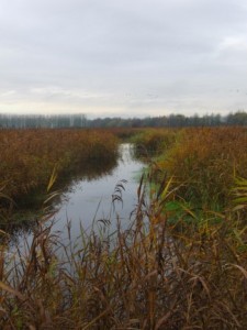 reedbed